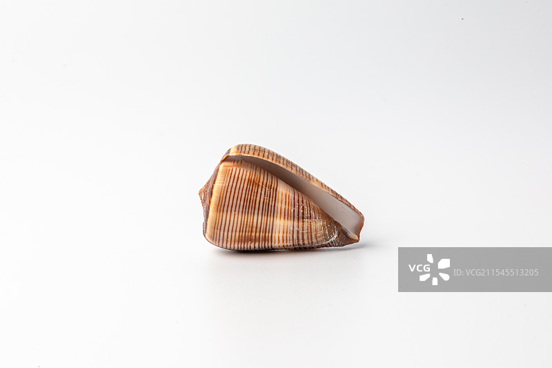 海螺贝壳-芋螺属-黑线芋螺 Conus figulinus图片素材