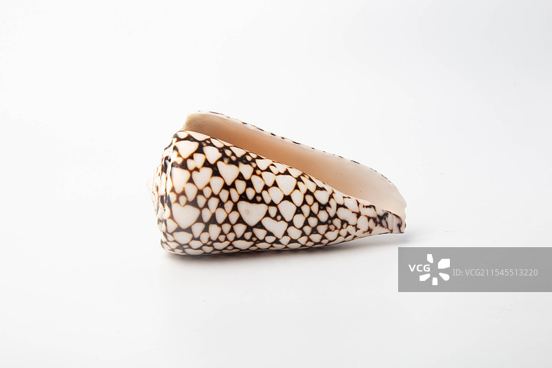 海螺贝壳-芋螺属-大理石芋螺 Conus marmoreus图片素材