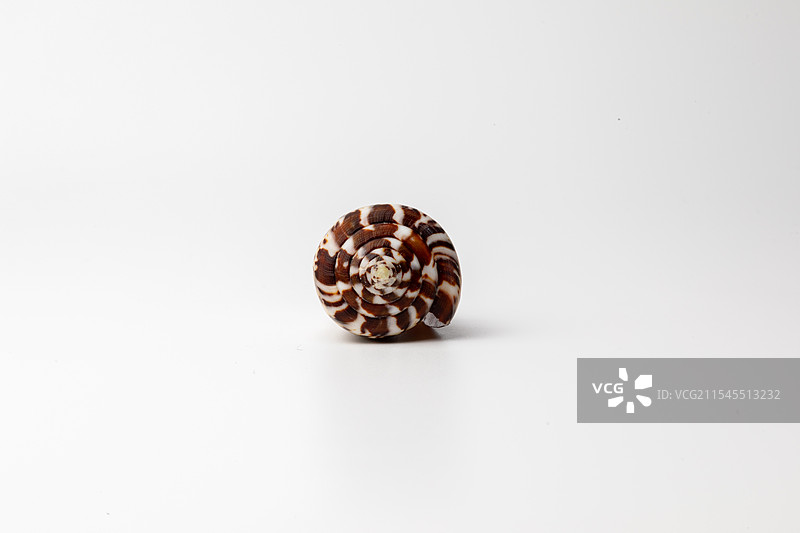 海螺贝壳-芋螺属-鼬鼠芋螺 Conus mustelinus图片素材