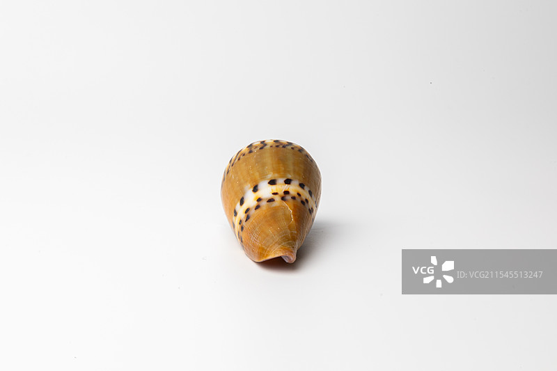 海螺贝壳-芋螺属-鼬鼠芋螺 Conus mustelinus图片素材