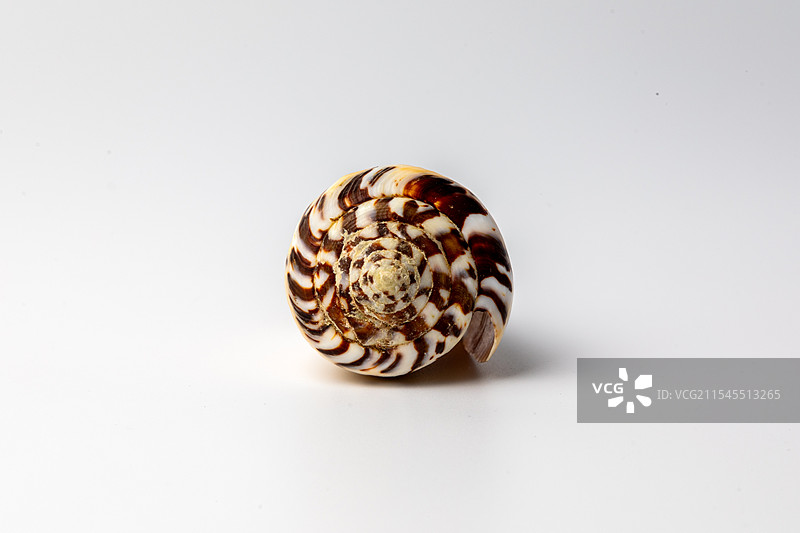 海螺贝壳-芋螺属-鼬鼠芋螺 Conus mustelinus图片素材