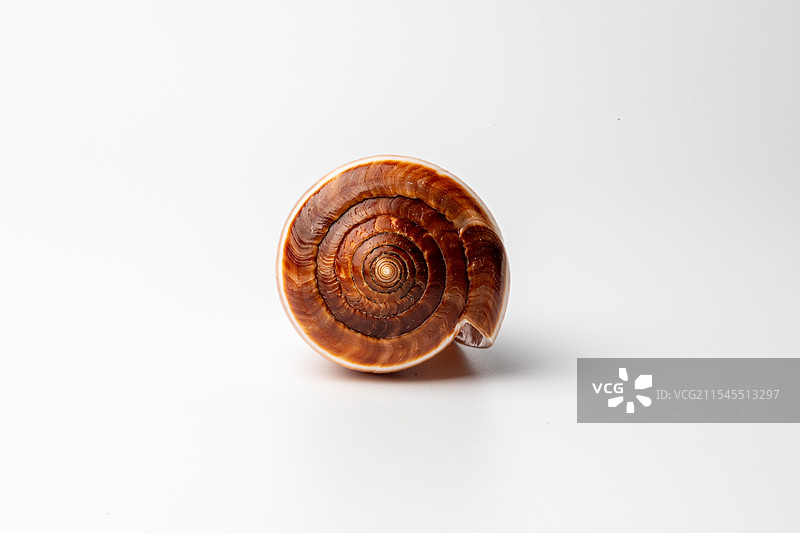 海螺贝壳-芋螺属-黑线芋螺 Conus figulinus图片素材