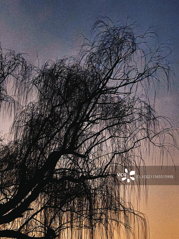 日落柳树剪影图片素材