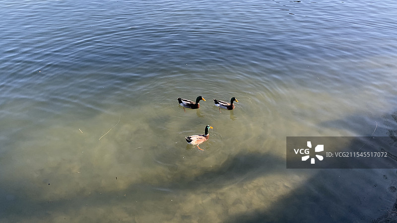 大明湖图片素材