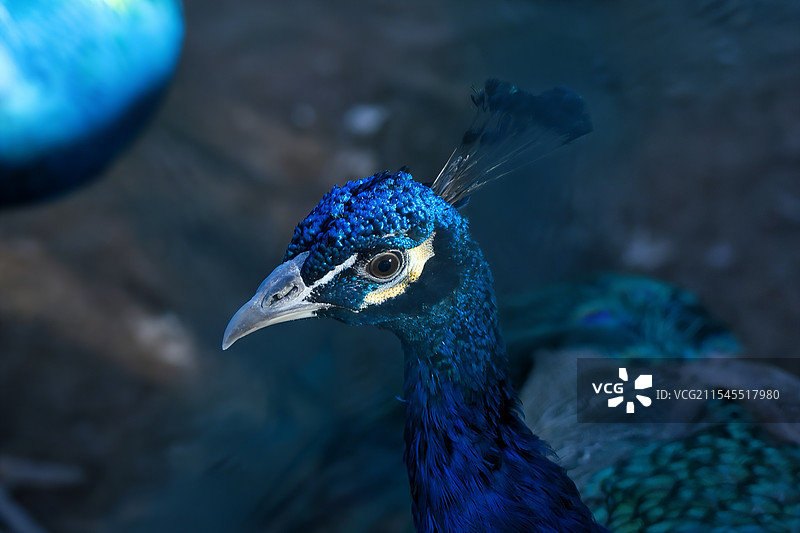 孔雀特写图片素材