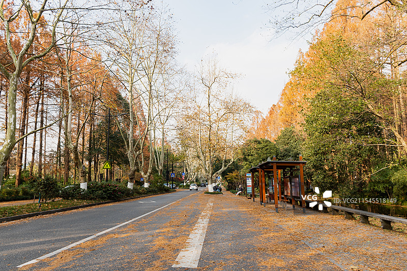 杭州深秋水杉落叶杭州花圃公交站图片素材