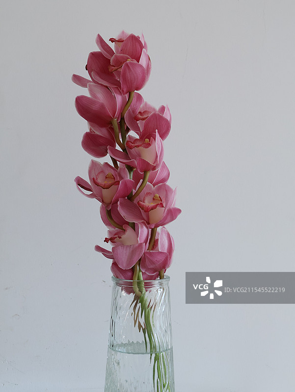 粉色大花蕙兰图片素材