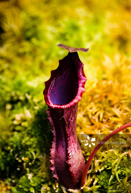 食肉植物猪笼草特写图片素材