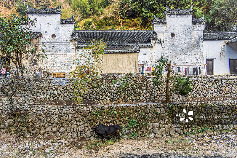 浙江省金华市山下鲍村粉墙黛瓦与休息的耕牛图片素材