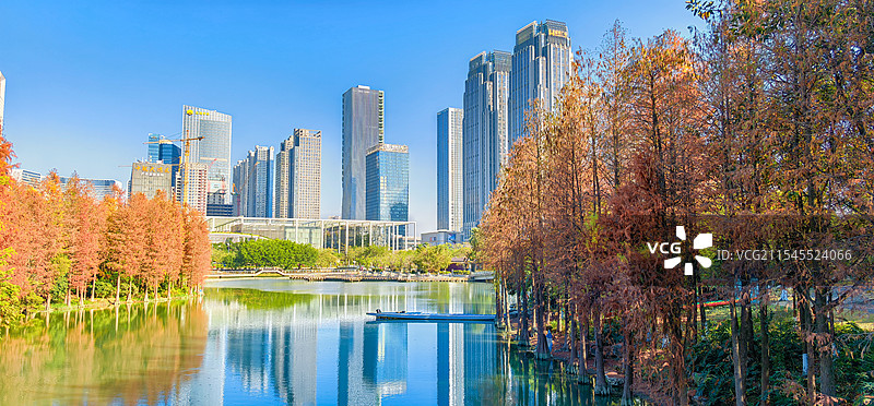 佛山新城佛山公园的落羽杉图片素材