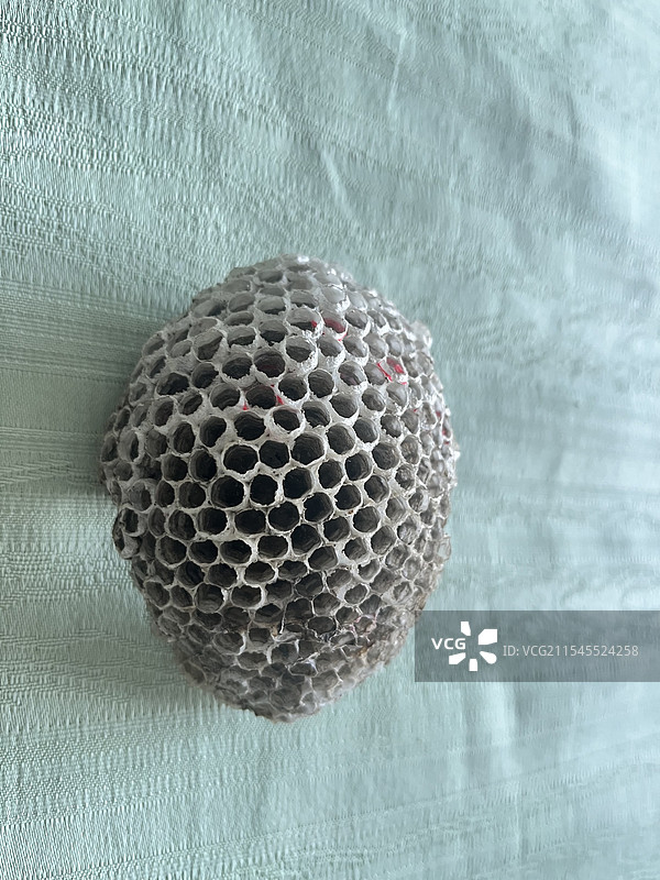 干巴的蜂窝图片素材