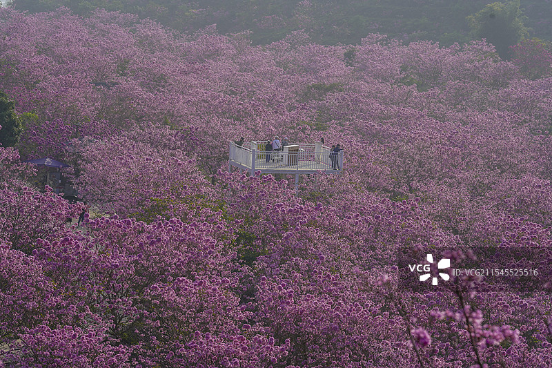 广东新会紫花风铃林场图片素材