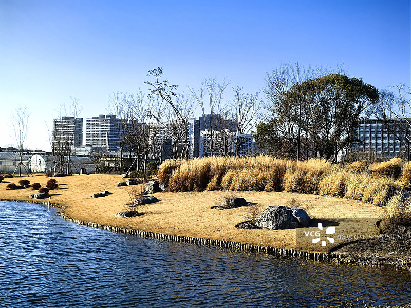 上海植物园的迷人的秋景图片素材
