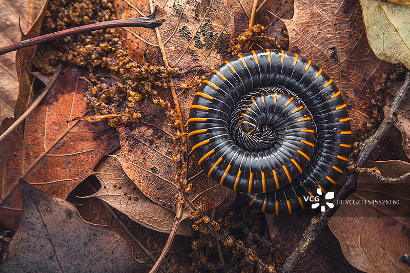 千足虫图片素材