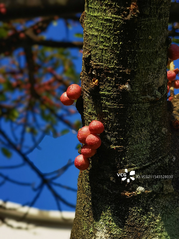 树干上幸福果果特写图片素材