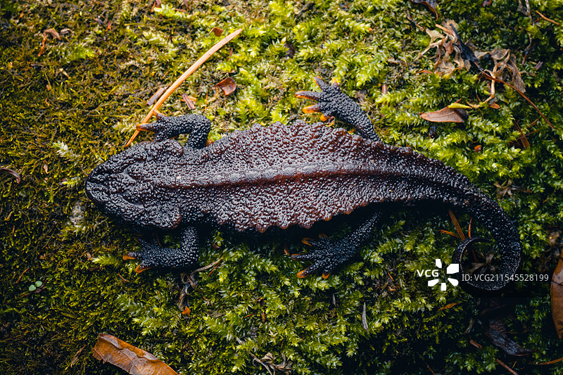 镇海棘螈图片素材