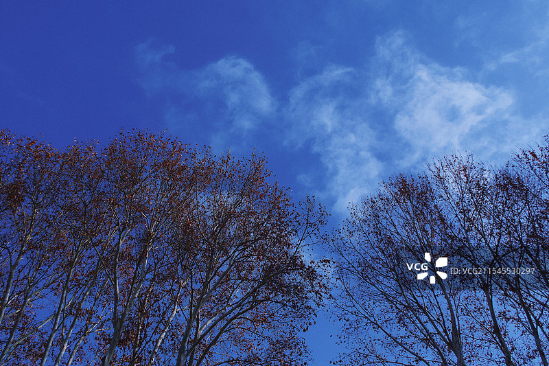 蓝天白云秃树。冬天。天空背景下的枯树图片素材