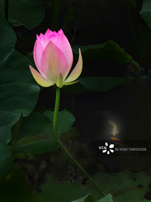 莲年有余图片素材