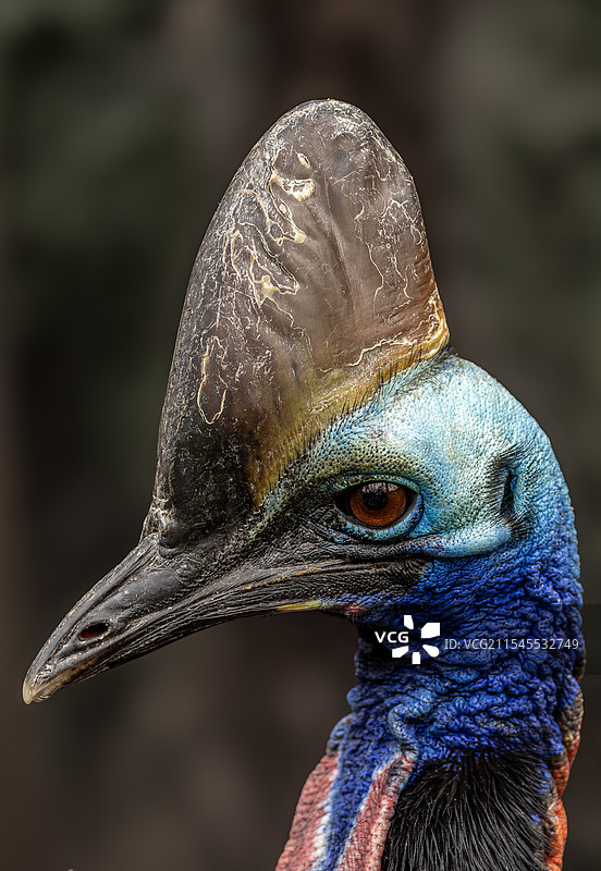 双垂鹤鸵图片素材