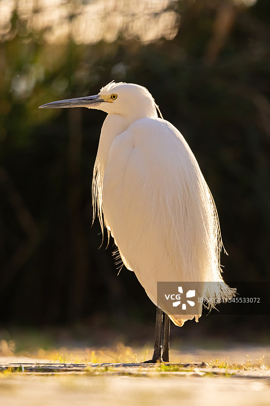 小白鹭图片素材