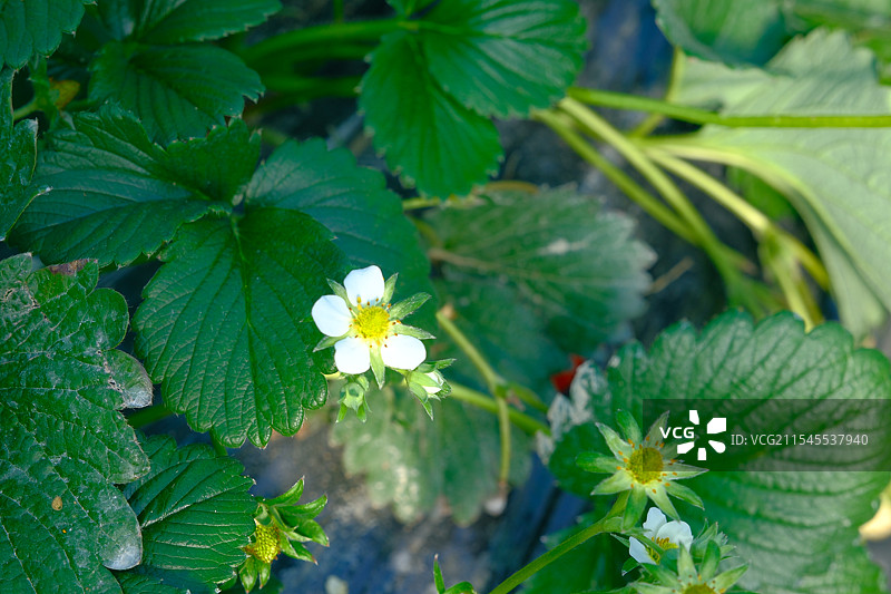 红草莓 草莓花 叶子 框子 大棚 特写图片素材