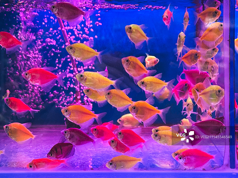 鱼缸里待售的金鱼图片素材