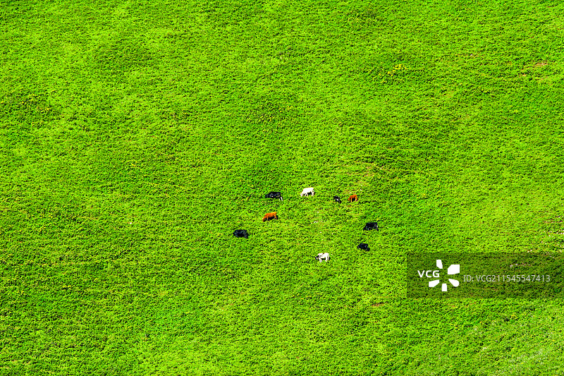 青海省海北藏族自治州俯瞰草地上的牛马图片素材