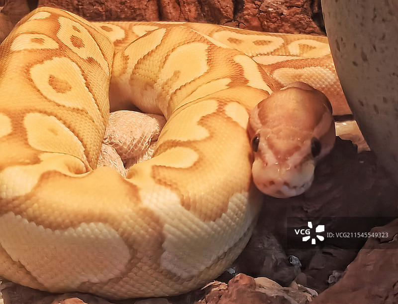 重庆动物园-蜷曲的金黄缅甸蟒蛇图片素材