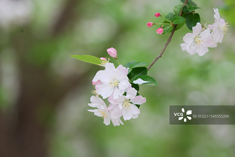 故宫春天的海棠花桃花丁香花盛开图片素材