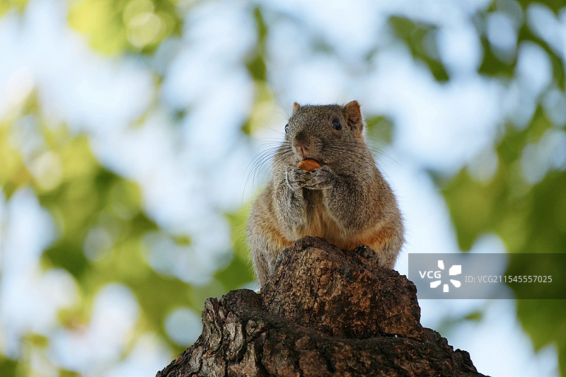 松鼠图片素材