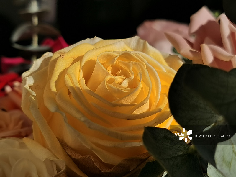 黄色玫瑰花图片素材