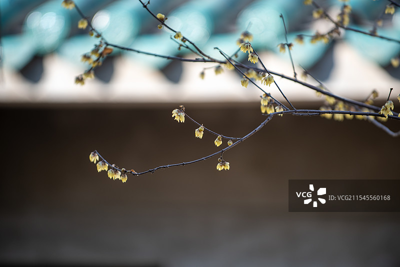 梅花与武汉大学早期建筑图片素材