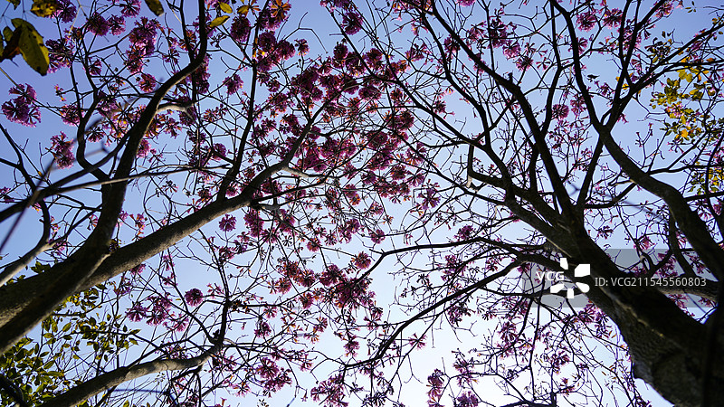 从下向上仰望紫花风铃木图片素材