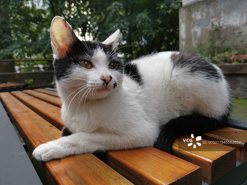 凝视中的鲜奶牛图片素材