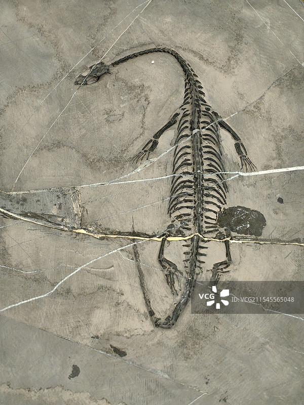 贵州龙化石图片素材