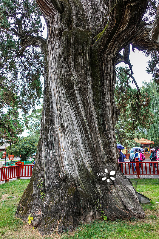 陕西省延安市，黄陵县黄帝陵景区轩辕庙院内的黄帝手植柏之63 中华第一柏—— 距今约5000年图片素材