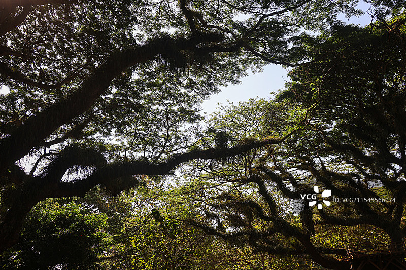 印尼东爪哇魔戒森林自然风光图片素材