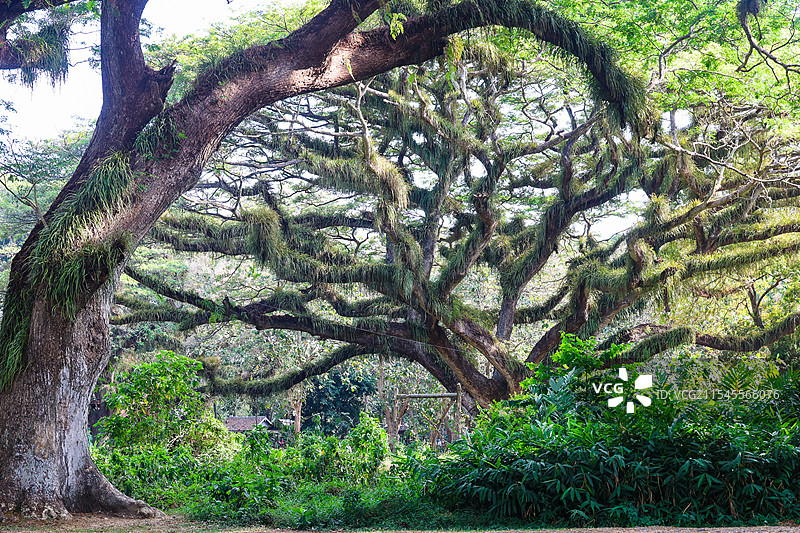印尼东爪哇魔戒森林自然风光图片素材