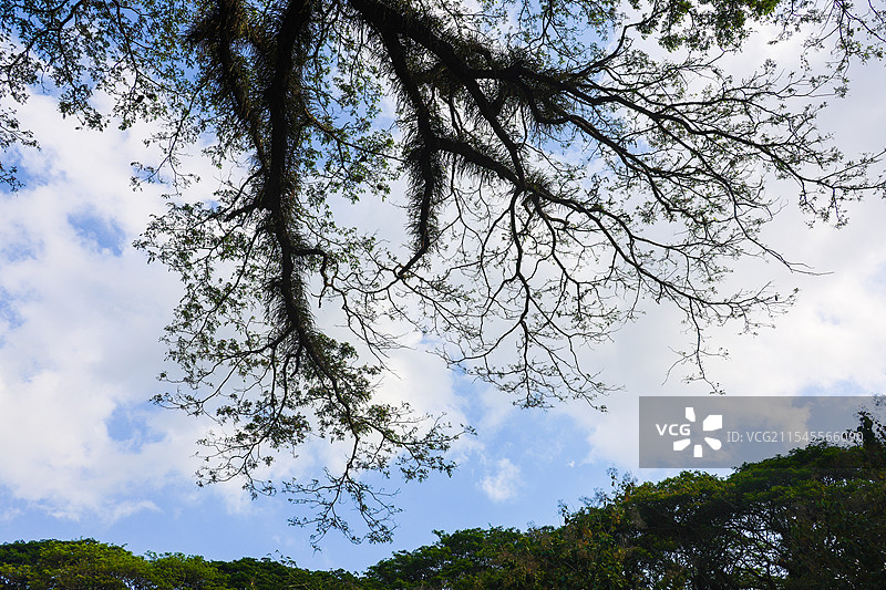 印尼东爪哇魔戒森林自然风光图片素材