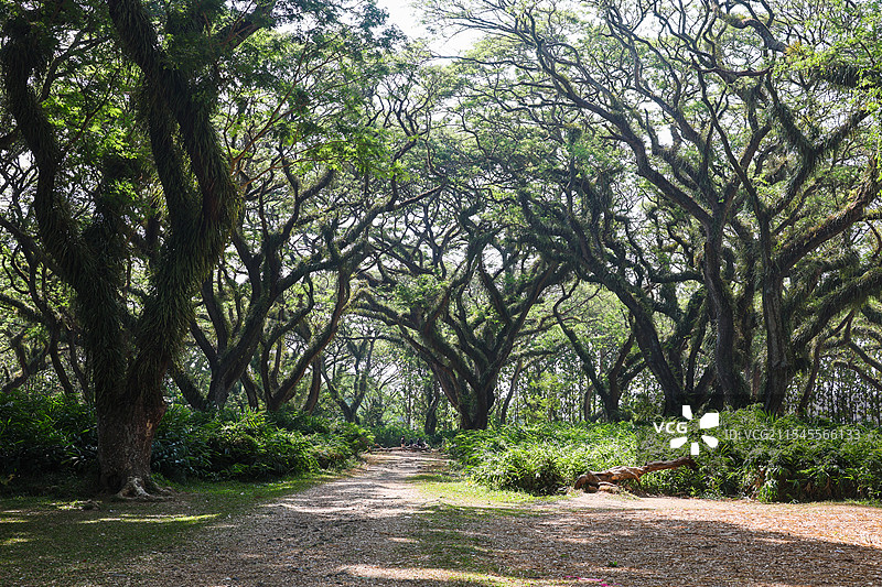 印尼东爪哇魔戒森林自然风光图片素材