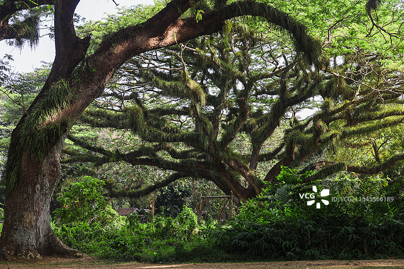 印尼东爪哇魔戒森林自然风光图片素材