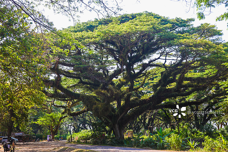 印尼东爪哇魔戒森林自然风光图片素材