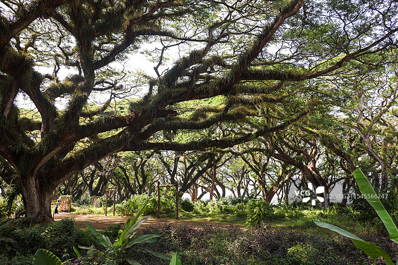 印尼东爪哇魔戒森林自然风光图片素材