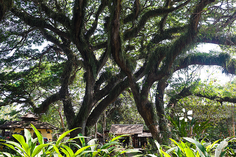印尼东爪哇魔戒森林自然风光图片素材