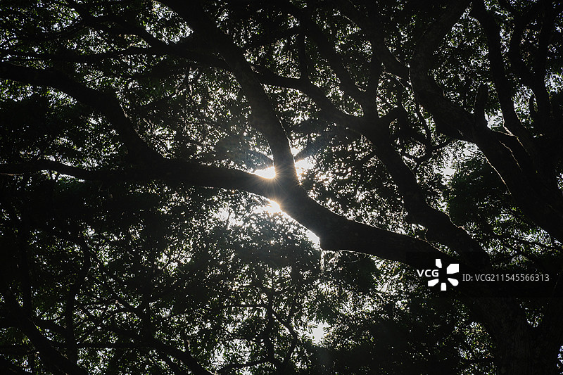 印尼东爪哇魔戒森林自然风光图片素材