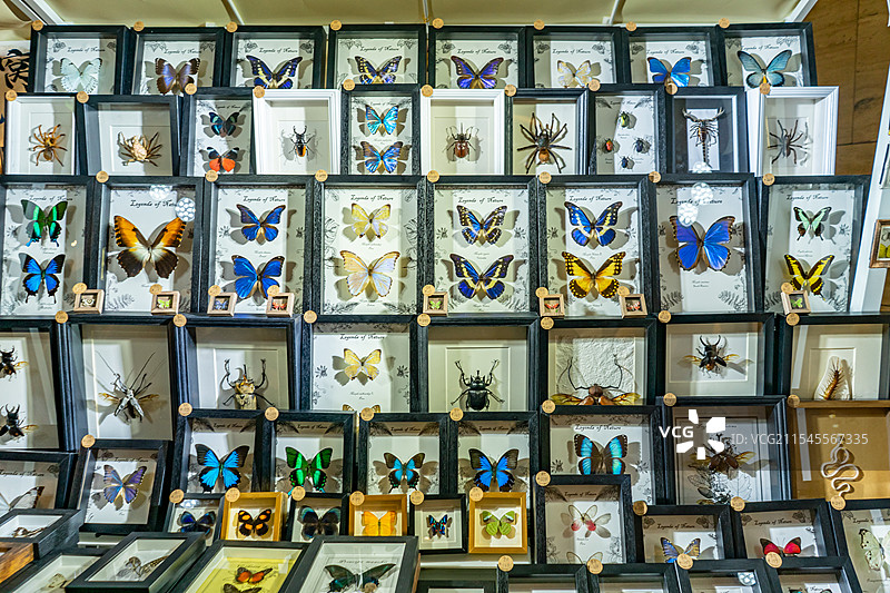 中国野生动物拍摄主题，陈列柜展示盒各种蝴蝶品种的标本架装饰品艺术品相框裱起来展示，室内无人图像摄影图片素材