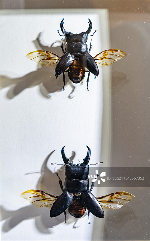 中国野生动物拍摄主题，陈列柜展示盒标本架金龟科南洋大兜虫装饰品艺术品相框展示，室内无人图像摄影图片素材