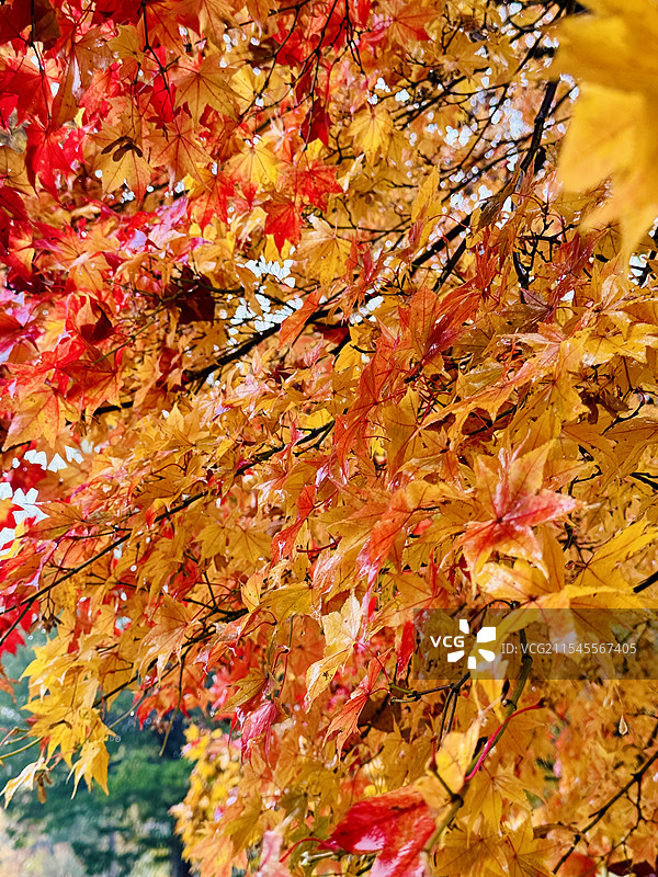 北海道大学枫叶图片素材