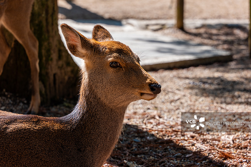 可爱奈良小鹿图片素材