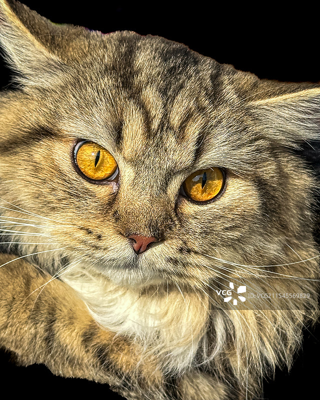 波斯猫特写图片素材